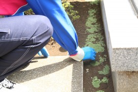 除草・ゴミ拾い 除草・ゴミ拾い